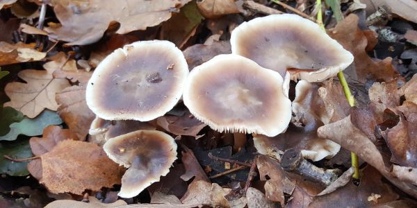 Fungi Foraging 